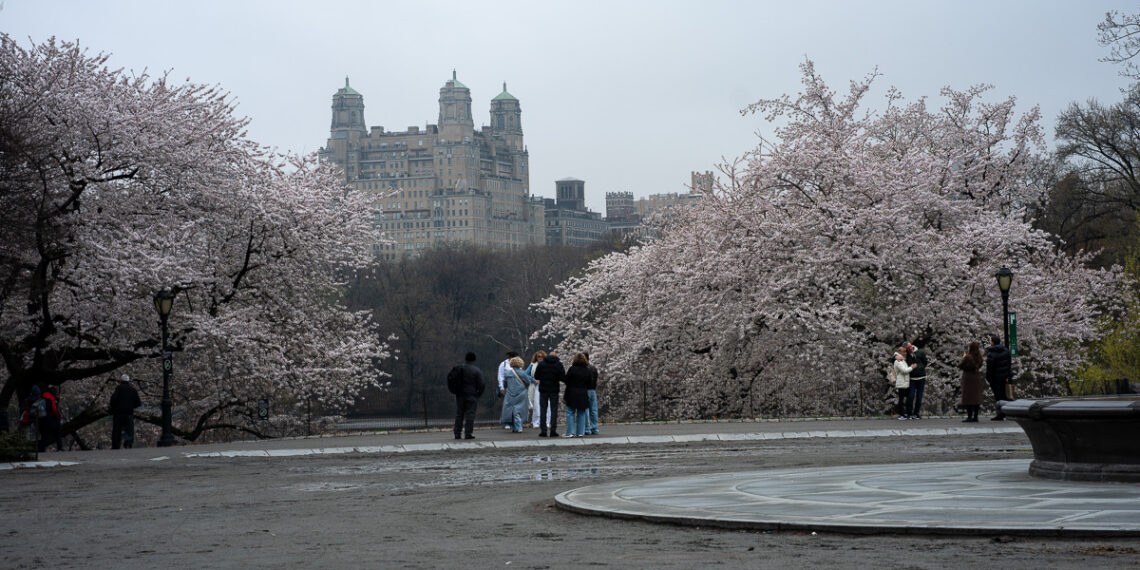 Cherry Blossoms Begin to Bloom Across Central Park: See It