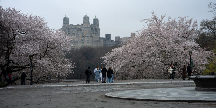Cherry Blossoms Begin to Bloom Across Central Park: See It