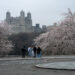 Cherry Blossoms Begin to Bloom Across Central Park: See It