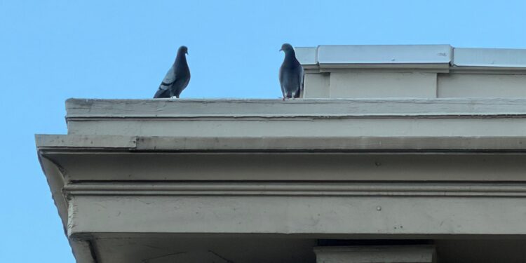 Monday Bulletin: Barney Greengrass Heir Gets in the Spirit; UWS Condo Files Suit to Force Out SNL Band Member; $21.95 Million Prewar Duplex Up for Sale