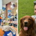 Upper West Side Pooches Run for Honorary Dog Mayor As ‘Paw-Maries’ Heat Up