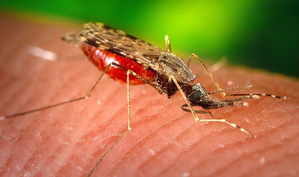 City Will Spray Upper West Side With Pesticides in Effort to Combat West Nile Virus