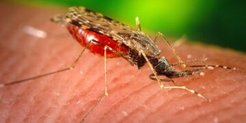 City Will Spray Upper West Side With Pesticides in Effort to Combat West Nile Virus