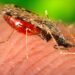 City Will Spray Upper West Side With Pesticides in Effort to Combat West Nile Virus