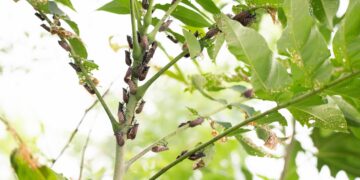 Infestation of Lanternflies in Central Park: See Photos