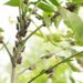 Infestation of Lanternflies on Central Park Stem: See Photos