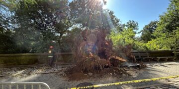 Big Tree Falls on Central Park West