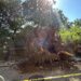 Big Tree Falls on Central Park West
