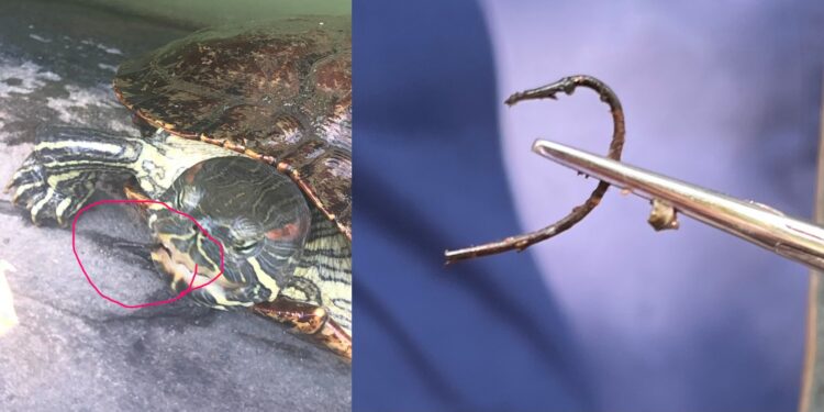 Turtles Are Getting Snared by Illegal Barbed Fishing Hooks in Central Park
