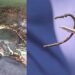 Turtles Are Getting Snared by Illegal Barbed Fishing Hooks in Central Park