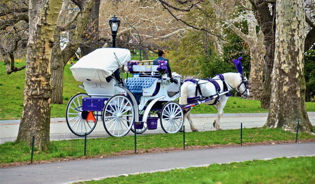 Horse-Drawn Carriages in Central Park ‘Coming to an End,’ Mayor Says: Photos