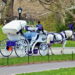 Horse-Drawn Carriages in Central Park ‘Coming to an End,’ Mayor Says: Photos