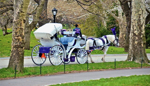 Horse-Drawn Carriages in Central Park ‘Coming to an End,’ Mayor Says: Photos