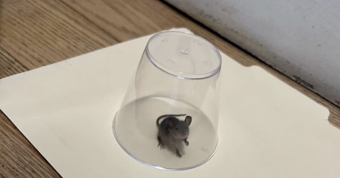 The Short Story of an UWS Elected Official’s Office, a Mouse, and Some Wild Birds