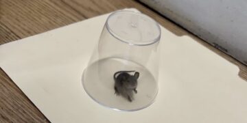 The Short Story of an UWS Elected Official’s Office, a Mouse, and Some Wild Birds
