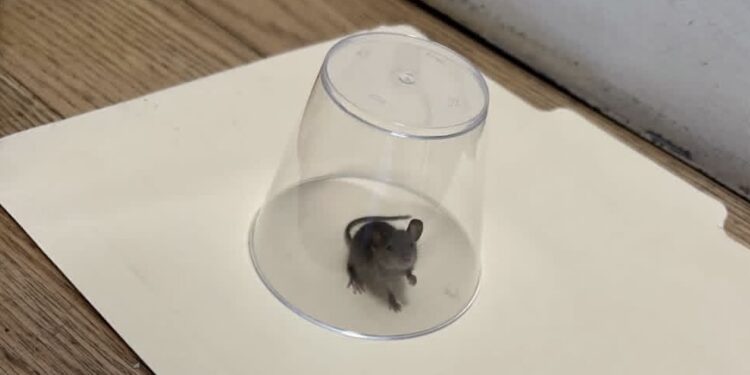 The Short Story of an UWS Elected Official’s Office, a Mouse, and Some Wild Birds