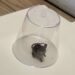 The Short Story of an UWS Elected Official’s Office, a Mouse, and Some Wild Birds