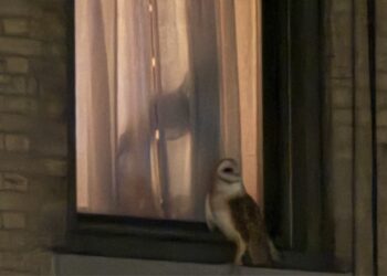 Barn Owl Spotted Outside of Upper West Side Buildings: ‘Extremely Rare’ in NYC