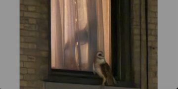 ‘Extremely Rare’ American Barn Owl Spotted For the Last Month in Upper West Side Building Courtyards