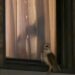 American Barn Owl Spotted For the Last Month in Upper West Side Building Courtyards: ‘Extremely Rare’ in NYC