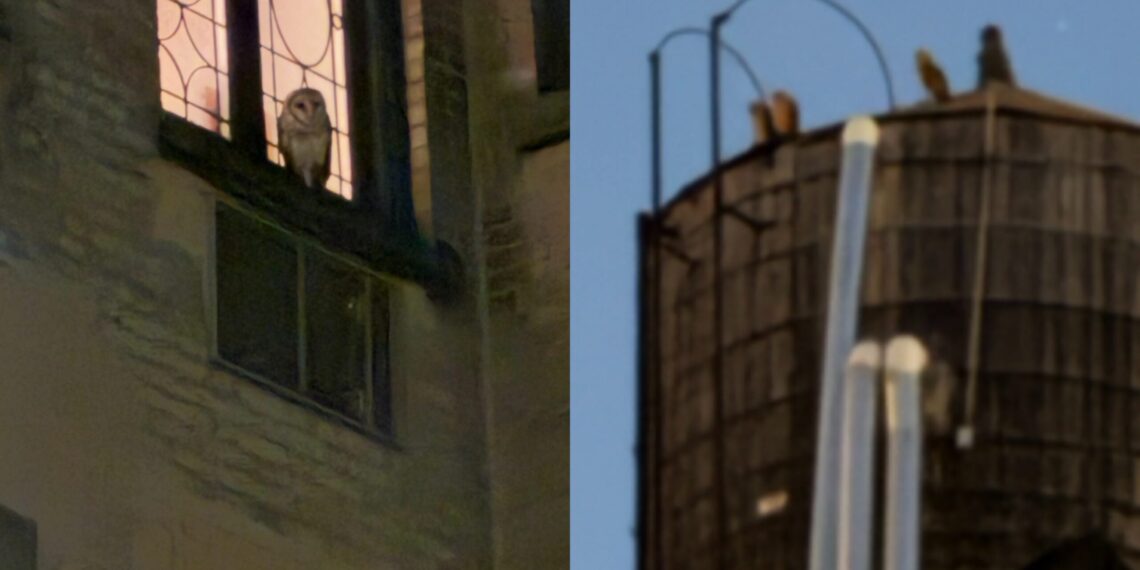 Multiple Barn Owls Possibly Spotted in Upper West Side Building Courtyard
